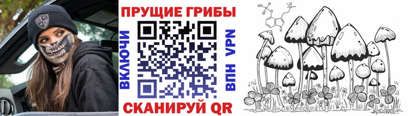 Купить  Почеп  Псилоцибиновые грибы прущие грибы 